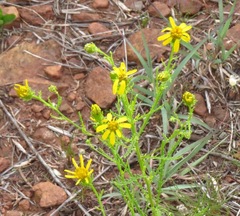Packera plattensis