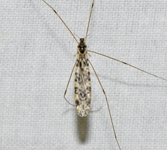 Discobola australis