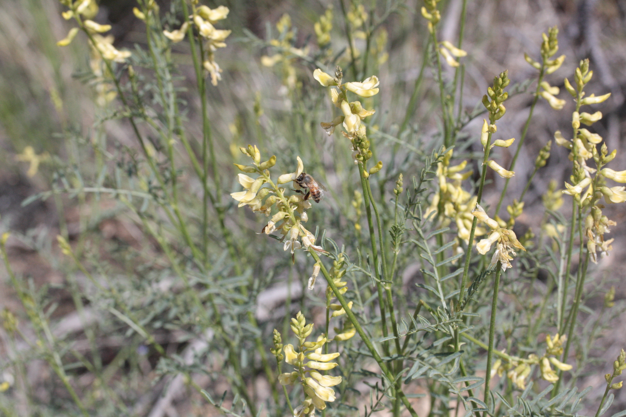 Astragalus filipes