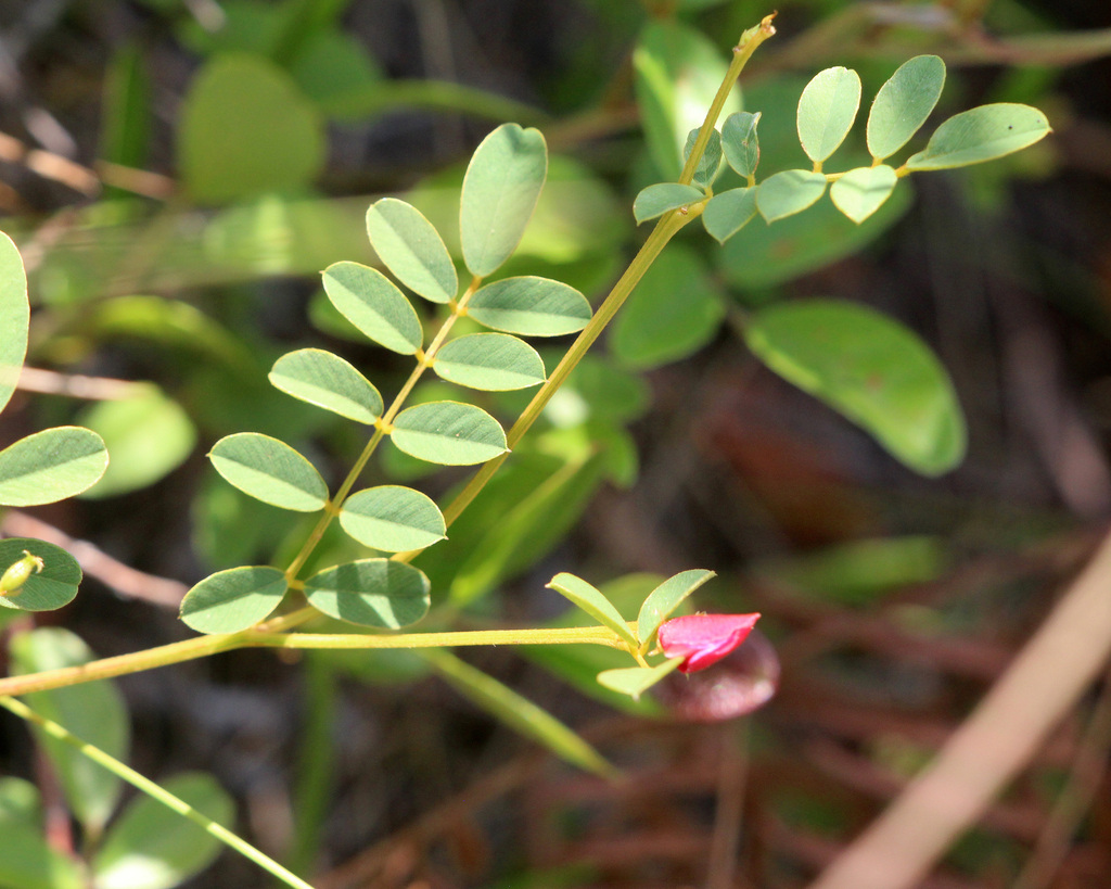 Hoarypeas from Cassia, Florida, United States on May 18, 2024 at 09:18 ...