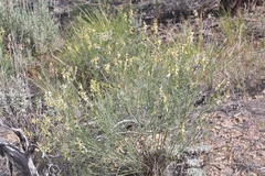 Astragalus filipes