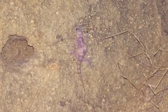 Phyllodactylus unctus