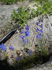 Delphinium gracilentum
