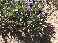 Viola trinervata