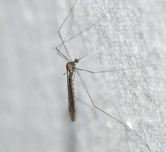 Dicranomyia obscuripennis