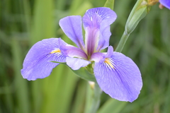 Iris giganticaerulea