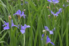 Iris giganticaerulea