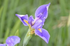 Iris giganticaerulea
