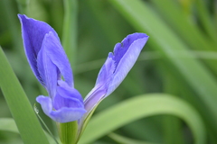 Iris giganticaerulea