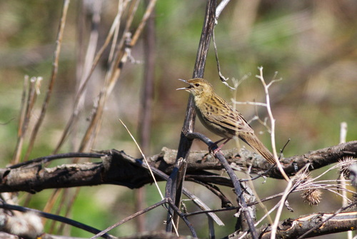 Common Grasshopper Warbler (Locustella naevia), photo 10
