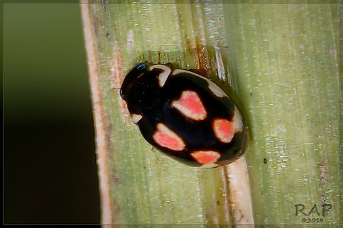 Hyperaspis festiva