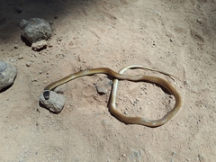 Tantilla