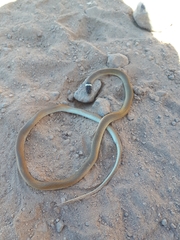 Tantilla