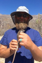 Aspidoscelis maximus