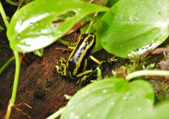 Yellow-Bellied Poison-Arrow Frog photo 4