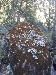 Mammillaria bombycina