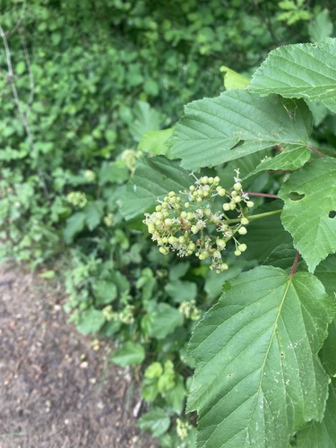 Acer tataricum