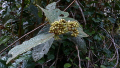 Cordia nodosa