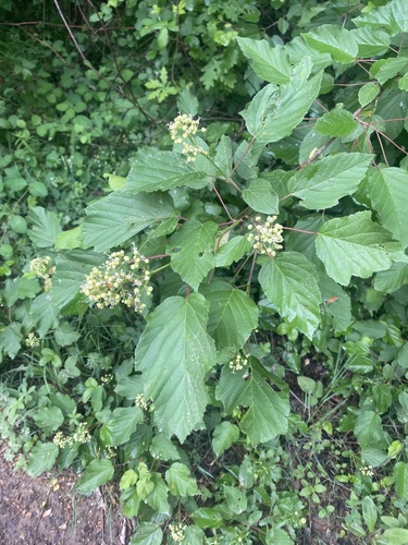 Acer tataricum