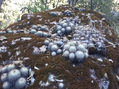 Mammillaria bombycina