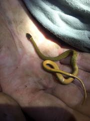 Storeria occipitomaculata obscura