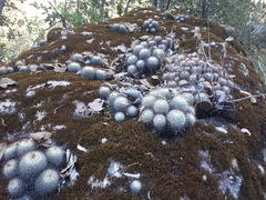Mammillaria bombycina