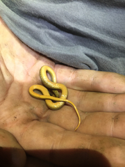 Storeria occipitomaculata obscura