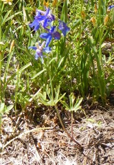 Delphinium gracilentum