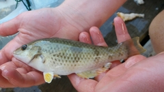 Notolabrus celidotus