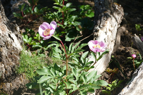 Image of Paeonia broteri by (c) Sara Navarro, some rights reserved (CC BY)
