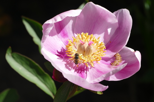 Image of Paeonia broteri by (c) Sara Navarro, some rights reserved (CC BY)