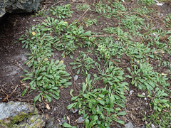 Lepidium oligodontum