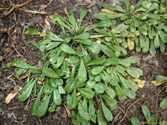Lepidium oligodontum
