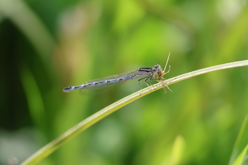 Common Blue Damselfly