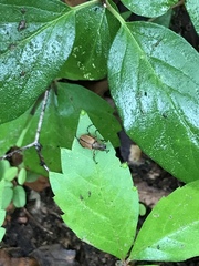 Macrodactylus subspinosus