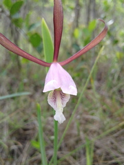 Cleistesiopsis oricamporum