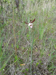 Cleistesiopsis oricamporum