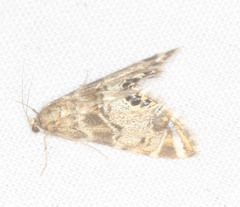 Petrophila confusalis