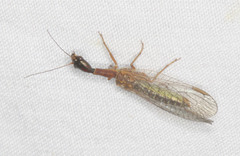 Raphidiidae