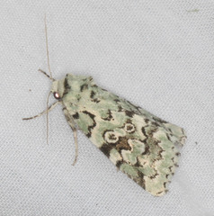 Bryolymnia viridata