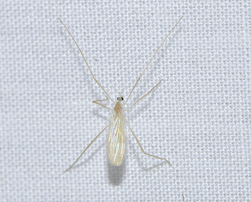 Molophilus translucens