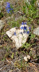 Delphinium gracilentum