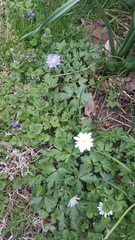 Anemonoides blanda