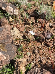 Lewisia oppositifolia