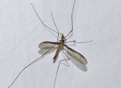 Leptotarsus helmsi