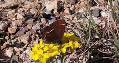 Callophrys spinetorum