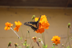Papilio polyxenes americus