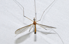 Leptotarsus setivena