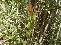 Castilleja minor