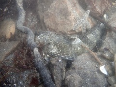 Clinocottus globiceps